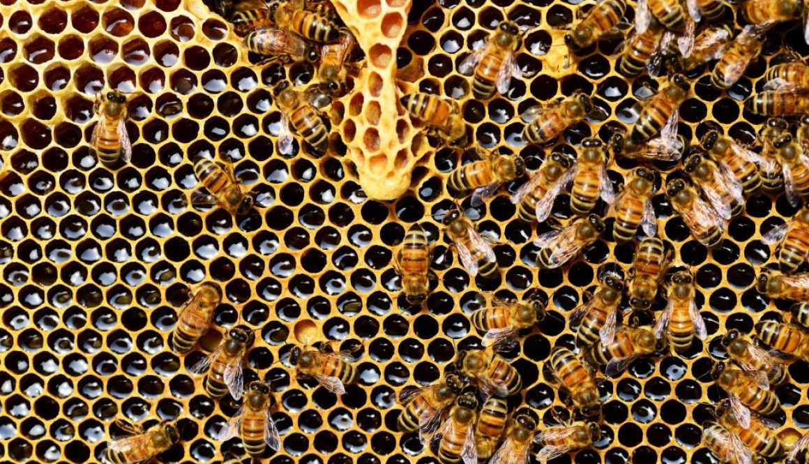 Krupni plan košnice i pčela