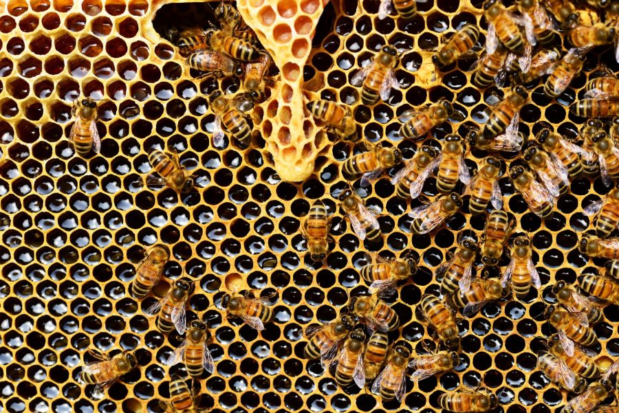 Krupni plan košnice i pčela