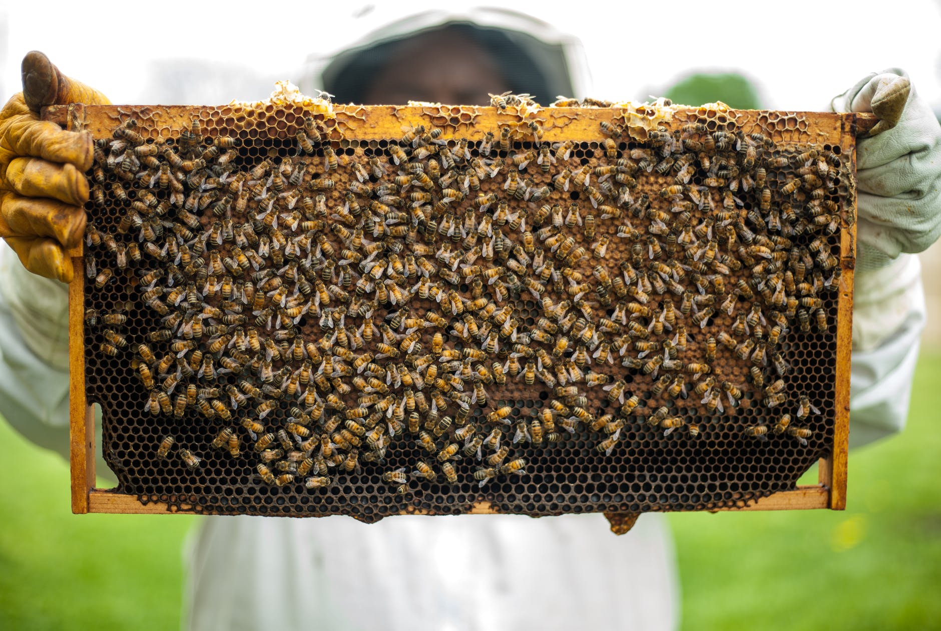 Pčelar drži košnicu ispred sebe